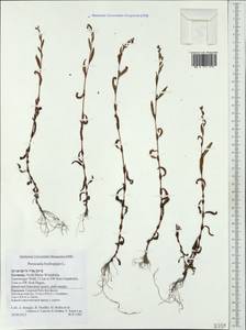 Persicaria hydropiper (L.) Spach, Western Europe (EUR) (Germany)