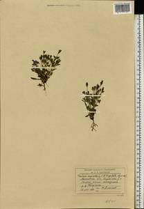 Gentianella amarella (L.) Börner, Eastern Europe, Moscow region (E4a) (Russia)