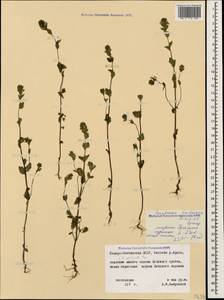 Euphrasia pectinata Ten., Caucasus, North Ossetia, Ingushetia & Chechnya (K1c) (Russia)