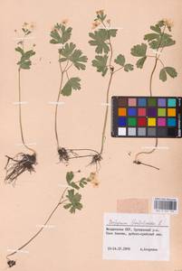 Isopyrum thalictroides L., Eastern Europe, Moldova (E13a) (Moldova)