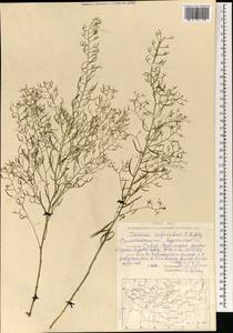 Thesium refractum C. A. Mey., Mongolia (MONG) (Mongolia)
