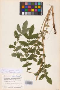 Agrimonia procera Wallr., Eastern Europe, Belarus (E3a) (Belarus)