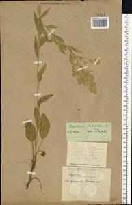 Lepidium latifolium L., Middle Asia, Caspian Ustyurt & Northern Aralia (M8) (Kazakhstan)