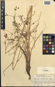 Autumnalia botschantzevii Pimenov, Middle Asia, Western Tian Shan & Karatau (M3) (Kazakhstan)