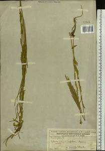 Turritis glabra L., Eastern Europe, Volga-Kama region (E7) (Russia)