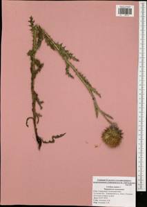 Carduus nutans, Eastern Europe, Central region (E4) (Russia)