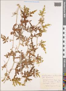 Citrullus colocynthis (L.) Schrader, Middle Asia, Kopet Dag, Badkhyz, Small & Great Balkhan (M1) (Turkmenistan)