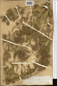 Lepidium cartilagineum (J. Mayer) Thell., Middle Asia, Northern & Central Tian Shan (M4) (Kazakhstan)