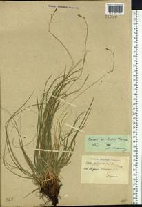 Carex pediformis var. pediformis, Siberia, Yakutia (S5) (Russia)