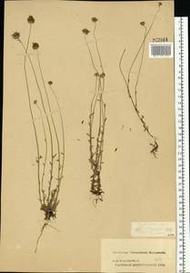 Jasione montana L., Eastern Europe, Central forest region (E5) (Russia)