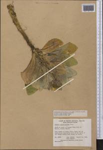 Jacobaea pseudoarnica (Less.) Zuev, America (AMER) (Canada)