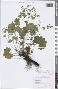 Alchemilla commixta Juz., Siberia, Baikal & Transbaikal region (S4) (Russia)