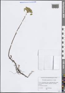 Petrosedum rupestre (L.) P.V.Heath, Eastern Europe, Moscow region (E4a) (Russia)