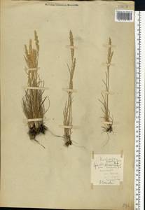 Koeleria pyramidata (Lam.) P.Beauv., Eastern Europe, Eastern region (E10) (Russia)