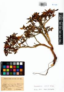 Rhododendron adamsii Rehder, Siberia, Baikal & Transbaikal region (S4) (Russia)