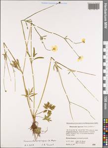 Ranunculus propinquus, Siberia, Russian Far East (S6) (Russia)