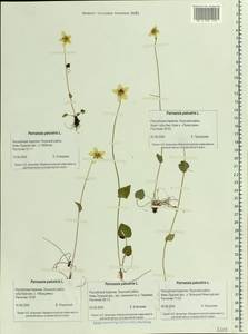 Parnassia palustris L., Eastern Europe, Northern region (E1) (Russia)