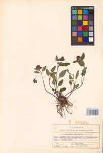 MHA 0 154 031, Prunella vulgaris L., Eastern Europe, Lower Volga region (E9) (Russia)