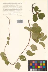 Celastrus flagellaris Rupr., Siberia, Russian Far East (S6) (Russia)