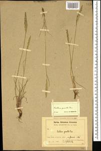 Koeleria pyramidata (Lam.) P.Beauv., Caucasus, Armenia (K5) (Armenia)