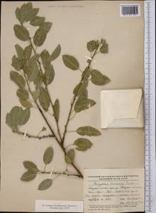 Prunus bucharica (Korsh.) B. Fedtsch., Middle Asia, Pamir & Pamiro-Alai (M2) (Tajikistan)