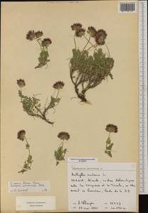 Anthyllis montana L., Western Europe (EUR) (France)