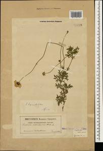 Scabiosa bipinnata K. Koch, Caucasus, Georgia (K4) (Georgia)