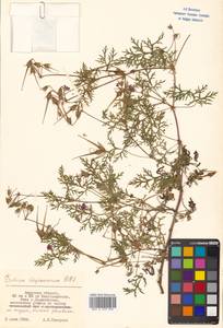 Erodium stephanianum Willd., Siberia (no precise locality) (S0) (Russia)