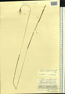 Eriophorum brachyantherum Trautv. & C.A.Mey., Siberia, Russian Far East (S6) (Russia)