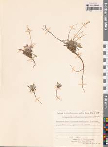 Physaria arctica (Wormsk. ex Hornem.) O'Kane & Al-Shehbaz, Siberia, Chukotka & Kamchatka (S7) (Russia)