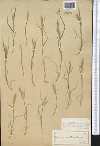 Bromus gracillimus Bunge, Middle Asia, Syr-Darian deserts & Kyzylkum (M7) (Kazakhstan)