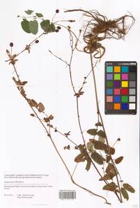 Sanguisorba officinalis L., Siberia, Russian Far East (S6) (Russia)