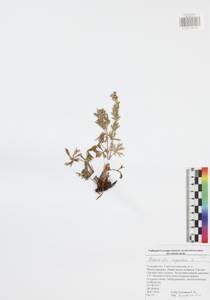 Potentilla argentea L., Eastern Europe, Central region (E4) (Russia)