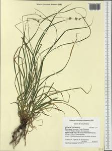 Carex divulsa Stokes, Western Europe (EUR) (Bulgaria)