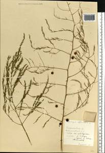 Asparagus officinalis L., Eastern Europe, South Ukrainian region (E12) (Ukraine)