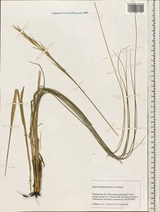 Stipa borysthenica Klokov ex Prokudin, Eastern Europe, Central forest-and-steppe region (E6) (Russia)