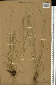 Poa nemoralis L., Eastern Europe, Central forest-and-steppe region (E6) (Russia)