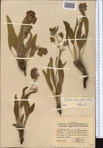 Rindera oblongifolia Popov, Middle Asia, Western Tian Shan & Karatau (M3) (Uzbekistan)