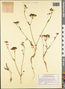 Carum meifolium (M. Bieb.) Boiss., Caucasus, Krasnodar Krai & Adygea (K1a) (Russia)