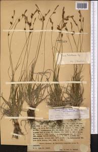 Carex turkestanica Regel, Middle Asia, Western Tian Shan & Karatau (M3) (Kazakhstan)