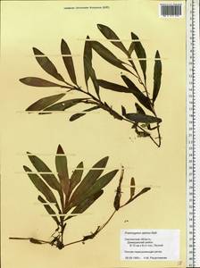 Potamogeton alpinus Balb., Eastern Europe, Western region (E3) (Russia)