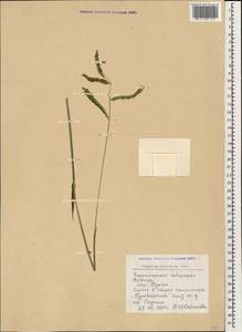 Paspalum dilatatum Poir., Caucasus, Black Sea Shore (from Novorossiysk to Adler) (K3) (Russia)