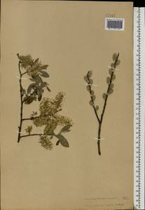 Salix aurita × cinerea, Eastern Europe, Central forest-and-steppe region (E6) (Russia)