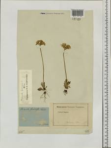 Primula farinosa L., Siberia (no precise locality) (S0) (Russia)
