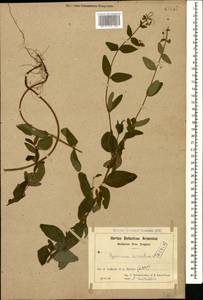 Hypericum hirsutum L., Caucasus, Armenia (K5) (Armenia)
