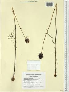 Allium rotundum L., Western Europe (EUR) (Bulgaria)
