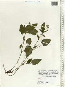 Viola ruppii All., Eastern Europe, Lower Volga region (E9) (Russia)