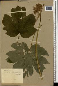 Heracleum ponticum (Lipsky) Schischk. ex Grossh., Caucasus (no precise locality) (K0)