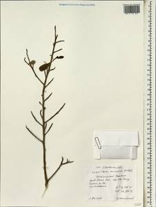 Lumnitzera racemosa Willd., South Asia, South Asia (Asia outside ex-Soviet states and Mongolia) (ASIA) (Vietnam)