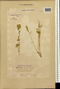 Trigonella spicata Sm., Caucasus, Georgia (K4) (Georgia)